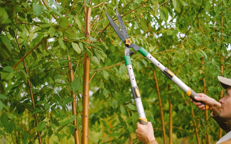 Tree trimming in Brightwood, OR